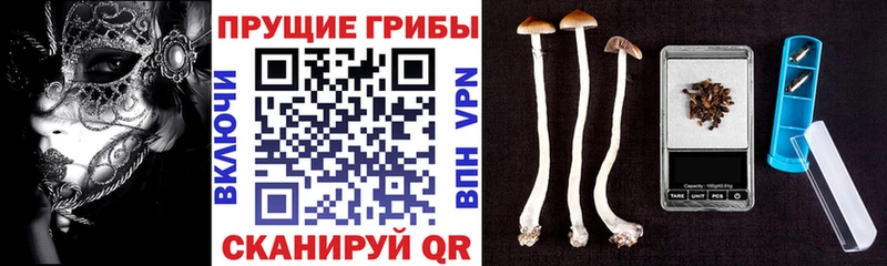 даркнет сайт  Торжок  мега вход  Псилоцибиновые грибы Psilocybine cubensis 
